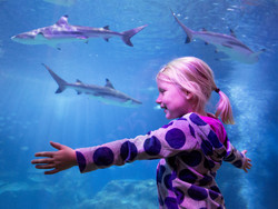 Homeschool Week at Michigan's Largest Aquarium