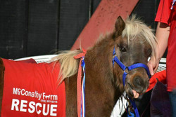 Horse Rescue Benefit