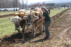 Hudson Valley Draft Horse Association Spring Plow