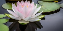 Lotus Heart Meditation