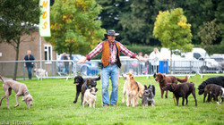 Norfolk Festivals of Dogs