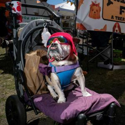 North Shore Dog Market