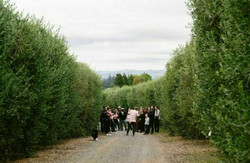 Organic Olive Oil Exploration Tasting