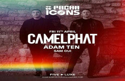 Pacha Icons with CamelPhat