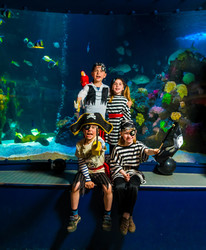 Pirates! Hunt for the Golden Treasure at Sea Life Aquarium