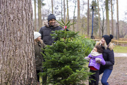 Real Christmas Trees at Moors Valley Country Park and Forest