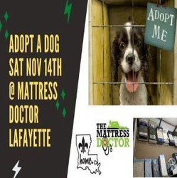 Saturday 11/14 - Rescue Dog Adoption Day Fundraiser at Mattress Doctor in Youngsville