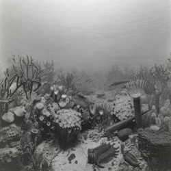 Sea Inside