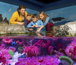 Sensory Friendly Morning at Sea Life Michigan Aquarium - Autism Awareness and Acceptance Event