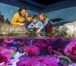 Sensory Friendly Morning at the Aquarium - April is Autism Awareness and Acceptance Month Event