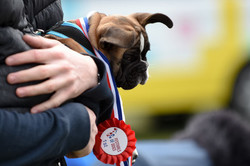 The Surrey Festivals of Dogs & Nonsuch Town and Country Show