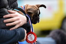 The Surrey Festivals of Dogs and Nonsuch Town and Country Show