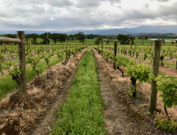 Thursday Night Wine: Class-Demystifying Pinot Noir
