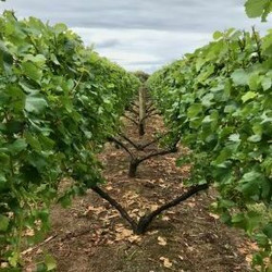 Thursday Night Wine: Class–Demystifying Sparkling Wine