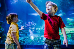 Toddler Time - Toddler Event at Sea Life Michigan Aquarium