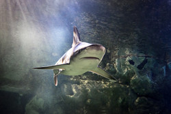 Week Of Sharks at Michigan's Largest Aquarium - Sea Life