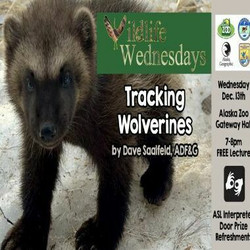 Wildlife Wednesdays Free Science Lecture: Tracking Wolverines
