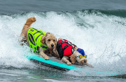 World Dog Surfing Championships 2022