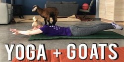 Yoga + Goats