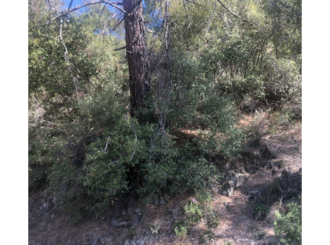 Agriculture land of 440m2 situated in Pera Pedi Limassol… - Σπίτια