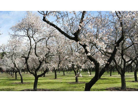 Land 4011m2 is now available, full of almonds trees in… - בתים