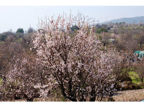Land situated in Agios Mamas Village with size of 4011m2… -  	家