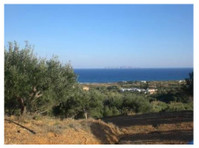 Sitia region:Plot of land of 8300m2 with 150 olive trees. - Terrenos