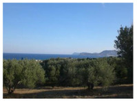 Regio Sitia: Perceel van 8300 m2 met 150 olijfbomen. - Land