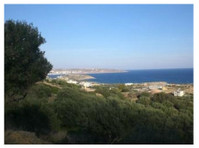 Sitia region:Plot of land of 8300m2 with 150 olive trees. - Zeme