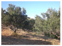 Sitia region:Plot of land of 8300m2 with 150 olive trees. - زمین