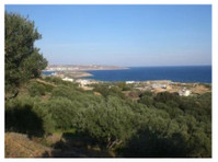 Sitia region:Plot of land of 8300m2 with 150 olive trees. - Land