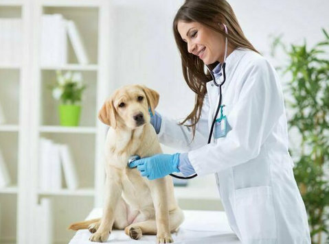 Finding the Perfect Fit: Your Guide to Dog Veterinary Care i - Kontor/äripind