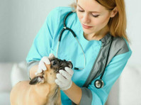 Finding the Perfect Fit: Your Guide to Dog Veterinary Care i - Ofis / Ticari