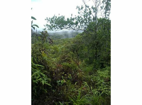 1 hectare of titled land in Cerro Azul 700+ Masl - Zemlja