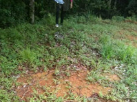 1 hectare of titled land in Cerro Azul 700+ Masl - Mark