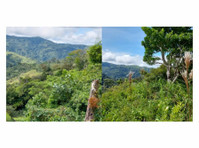 Titled Land For Sale in Hornito, Gualaca 1 Hectare + 617 M2 - Terreni