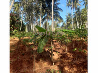 47 Acres of farm land in Kitope Zanzibar for sale - קרקע