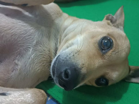 No Maltrates A Las Mascotas Son Nuestros Amigos - Estacionamento