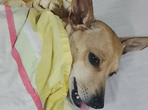 No Maltrates A Las Mascotas Son Nuestros Amigos - Plazas de Garaje