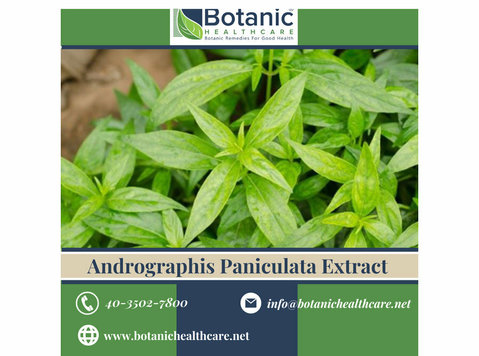 Discover the Immune-boosting Elixir: Andrographis Paniculata - 其他