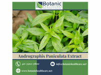 Discover the Immune-boosting Elixir: Andrographis Paniculata - Autres