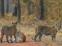 Chhatwal resort pench (2) - Řízení hotelu a letovisko