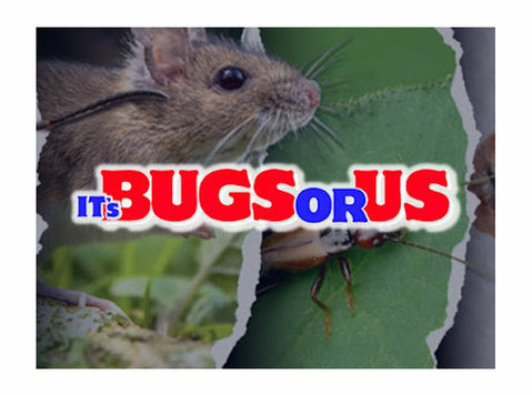 It's Bugs Or Us - Cerco Lavoro