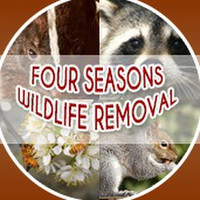 Four Seasons Wildlife Removal