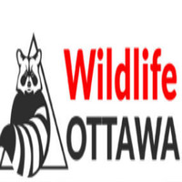 Wildlife  Ottawa