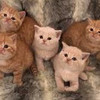 kitten breeders