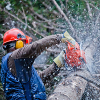 WA Tree Lopping Service