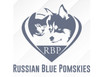 Russian Blue Pomkies