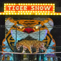 Tiger Topia Sriracha Zoo