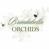 Brindabella Orchids